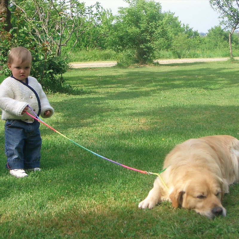 La razza  EverMagic - Allevamento Golden Retrievers